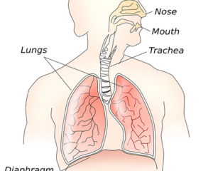 mesothelioma