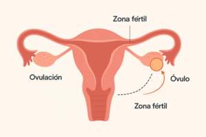 síntomas de ovulación y proceso de ovulación
